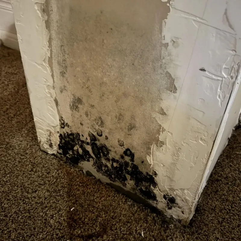 Professional Mold Removal in Mignon, AL